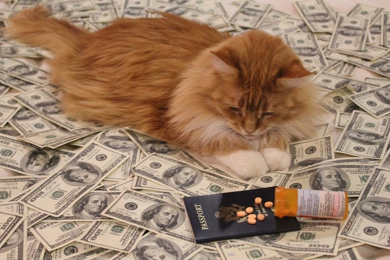 Мир богатых кошек