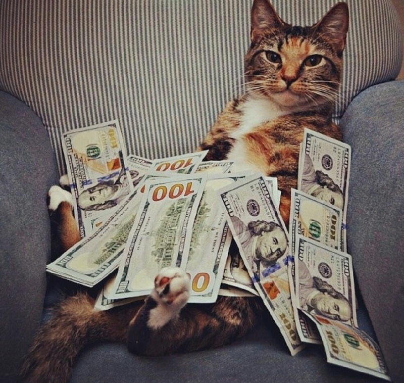 Мир богатых кошек