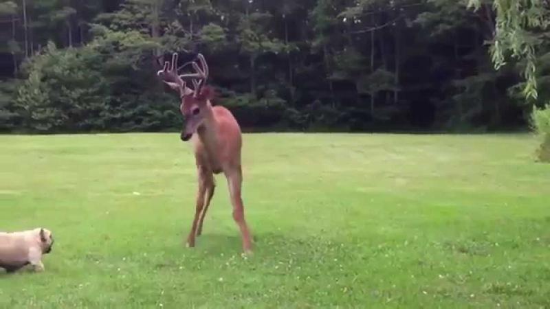 Deer and dog play in the meadow. Олень и собака играют на поляне. 