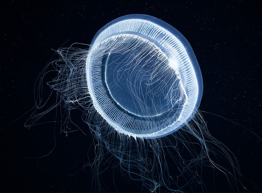 Инопланетная красота медуз в фотографиях Александра Семенова