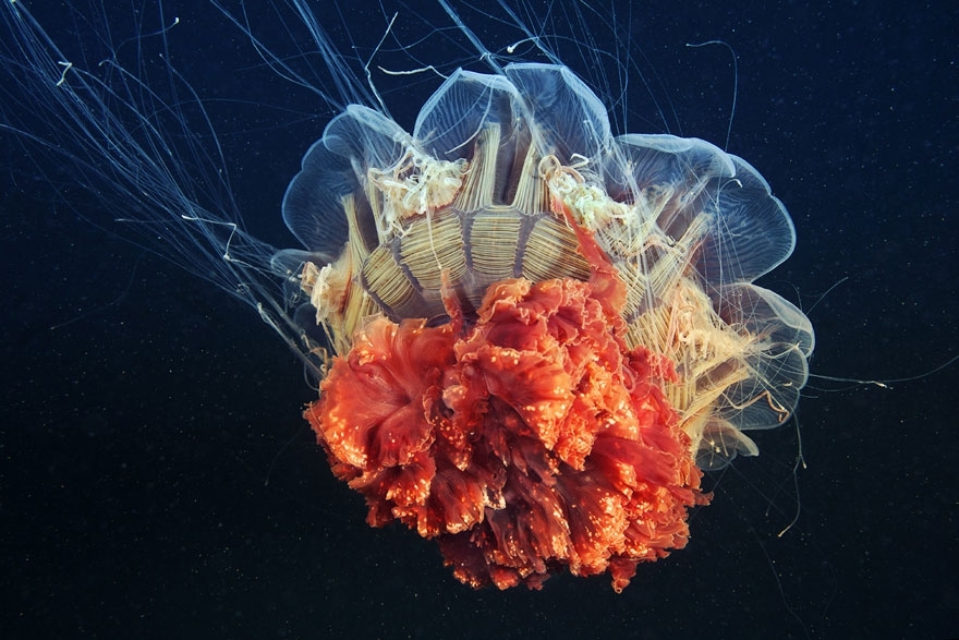 Инопланетная красота медуз в фотографиях Александра Семенова