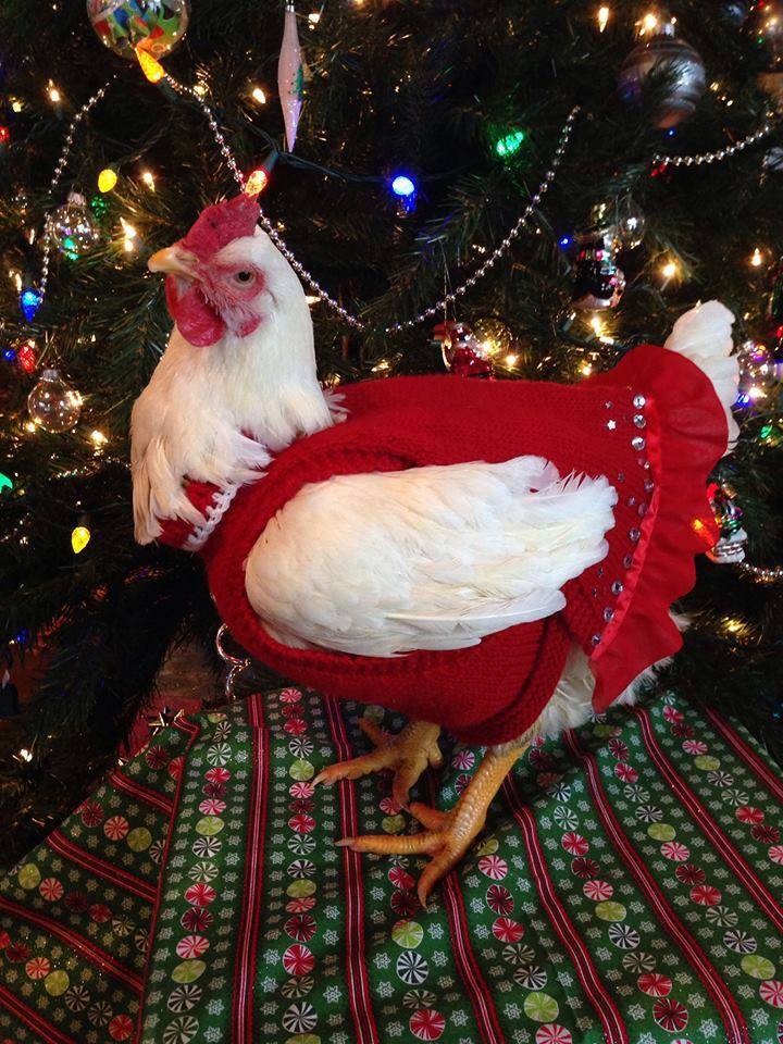 Курица в свитере