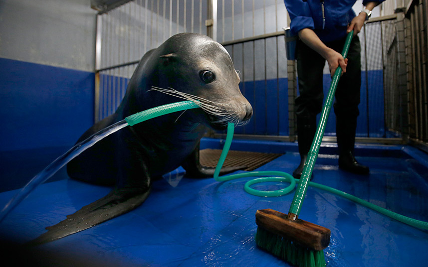 Тюлень Паччи помогает смотрителю чистить свою клетку в океанариуме «Синагава Аква Стэдиум» в Токио.