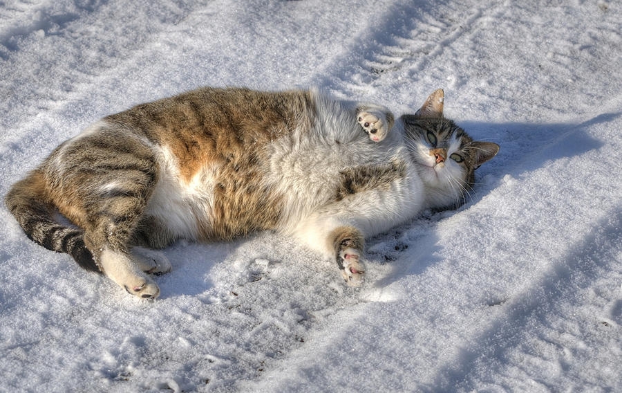 Зима - кошки торжествуют! 