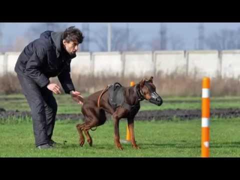 Доберман Тезей. Атака в наморднике. 