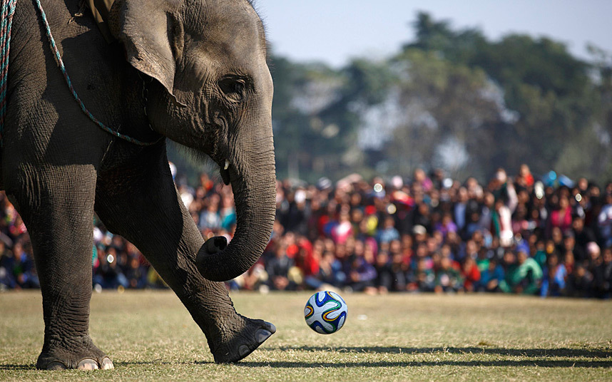 В Саурахе (Непал) стартовал Фестиваль слонов. 
