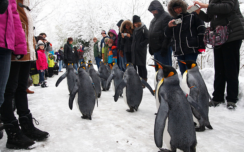 Парад пингвинов в Цюрихском зоопарке.