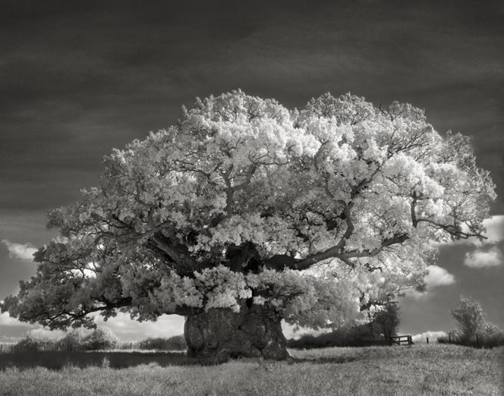 Женщина, в течение 14 лет фотографировала старые деревья со всего мира