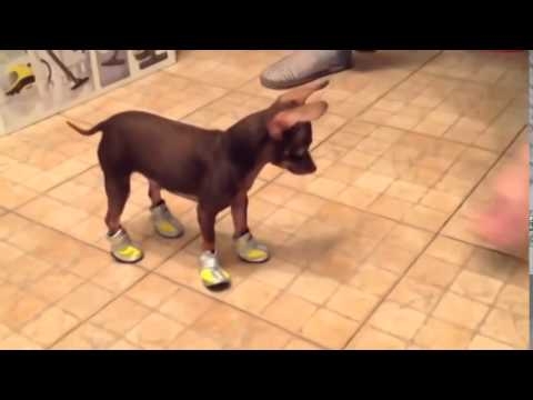 Собака учится ходить в обуви)  