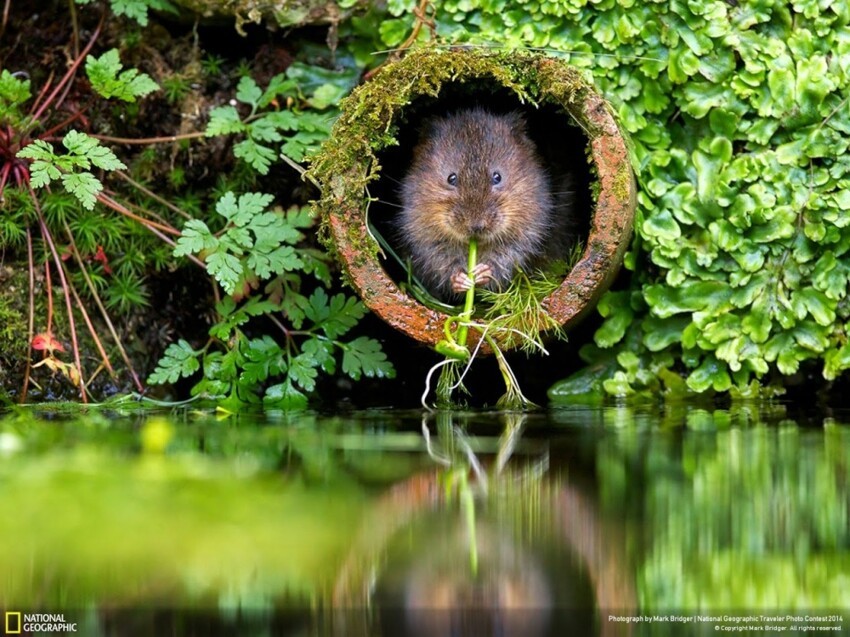 30 лучших снимков National Geographic за год