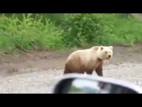 Russians are not afraid of bears. Медведь на дороге. 
