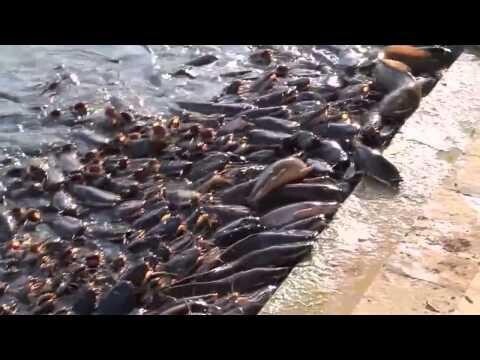 Hungry Catfish Crawl Out of Water and Fight For Food. Голодные сомы вылезли за едой. 