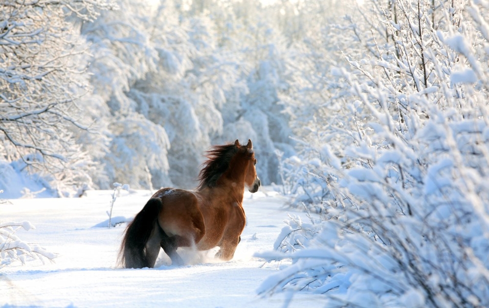 Зима + зверушки = красота