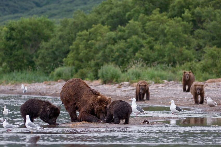 Медведи Камчатки 