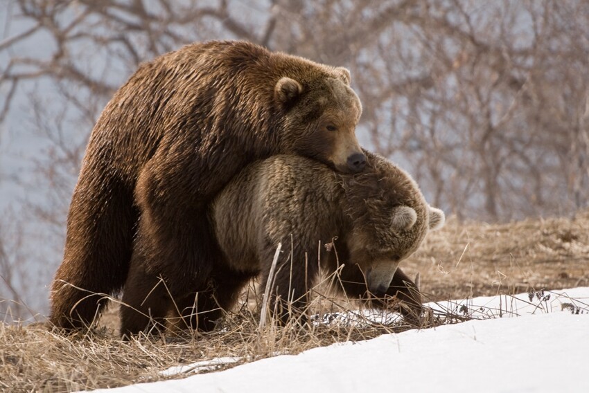 Медведи Камчатки 