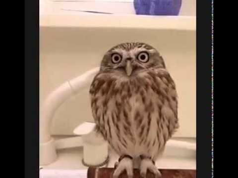 Owl Santa. Die Eule Der Weihnachtsmann. Сова Санты. 