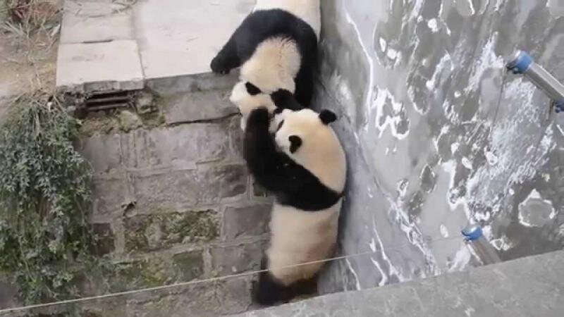 Panda Kung Fu Kung Fu Panda Панда Кунг Фу 