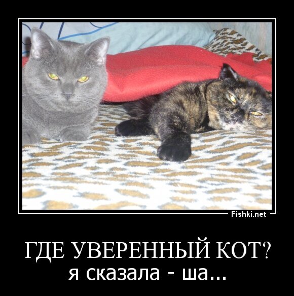 Где уверенный кот?