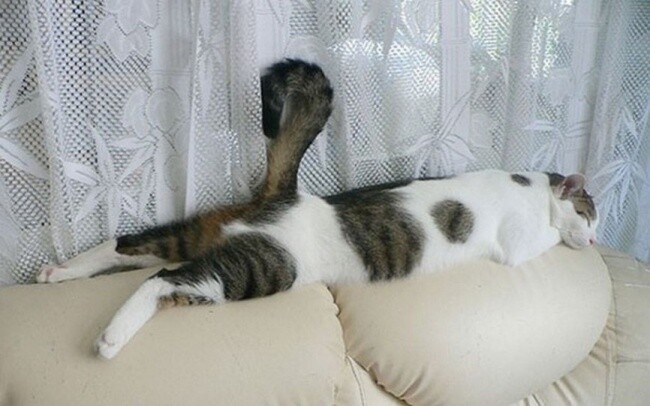 Коты, постигшие искусство сон-фу