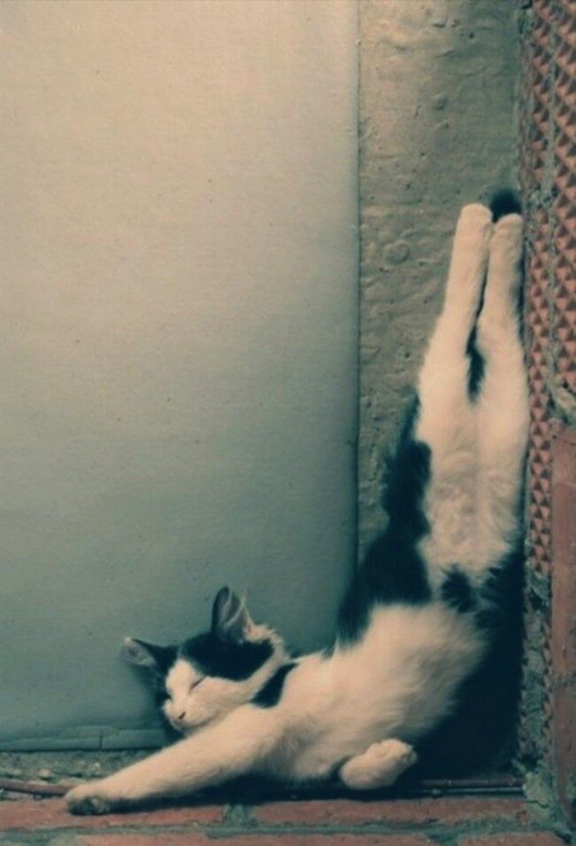 Коты, постигшие искусство сон-фу
