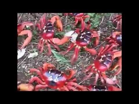Миграция красных крабов 