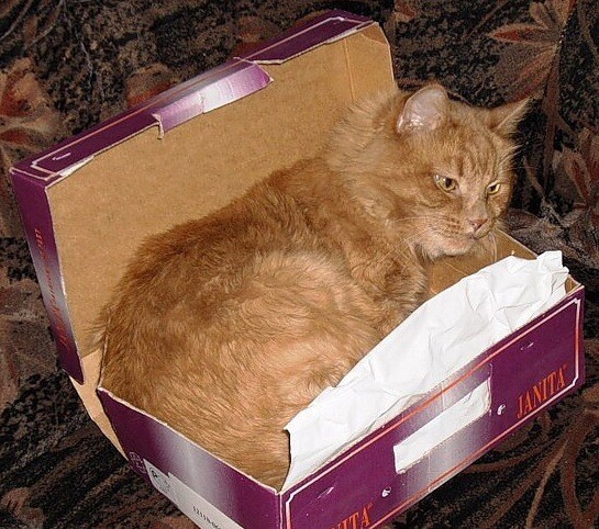 Как удобно спать в коробке