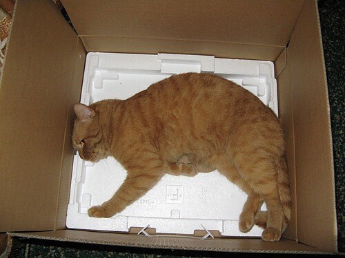 Как удобно спать в коробке