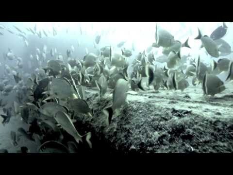 Подводный мир Карибских островов 
