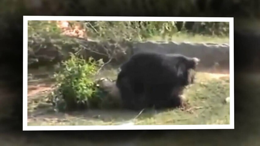 Медведь напал на лесника в Индии  