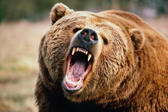 Медведь напал на лесника в Индии 