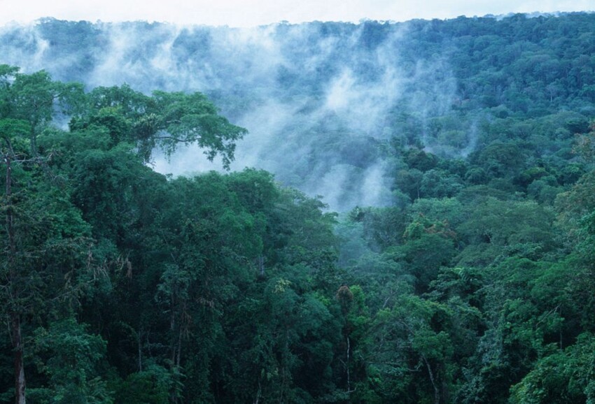 Самые большие леса на Земле