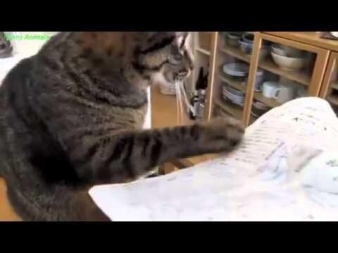 Cats and paper. Коты и бумага. 