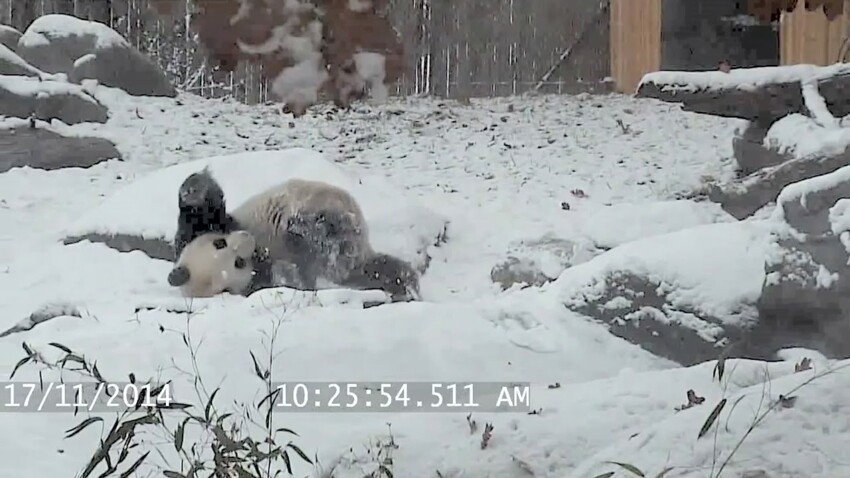 Панда тащится от снега  
