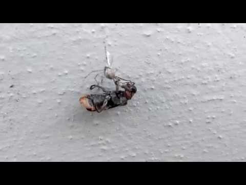 Паук против жука 