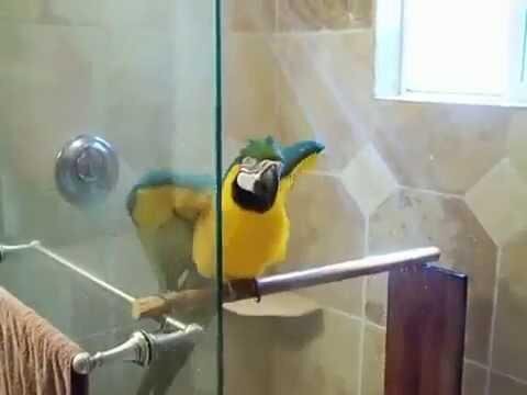 Parrot takes a shower. Попугай купается. 