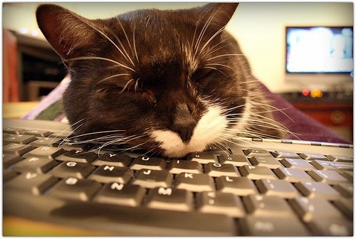 Почему кошки любят клавиатуры?