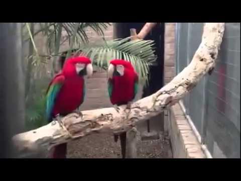 Попугаи зажигают. Parrots dancing. 