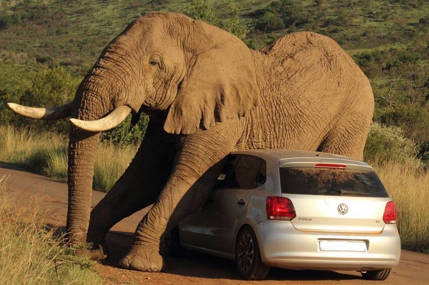 Слон атакует авто