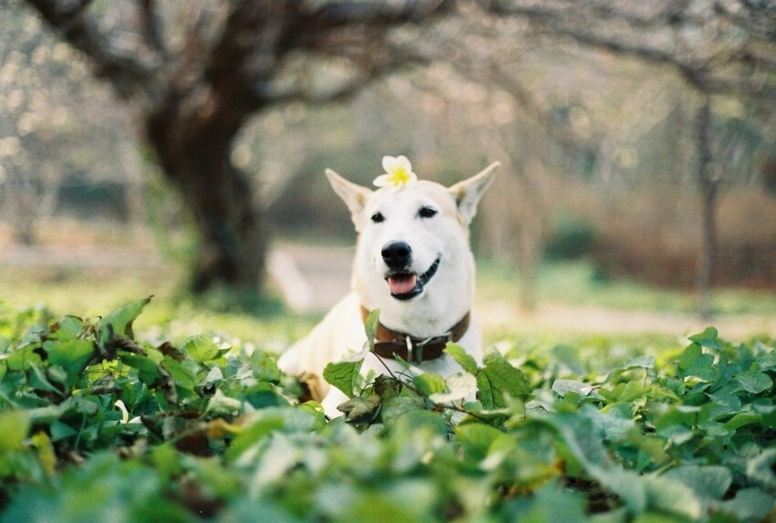 Счастливая собака Глута, победившая рак