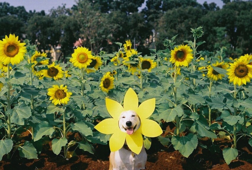 Счастливая собака Глута, победившая рак