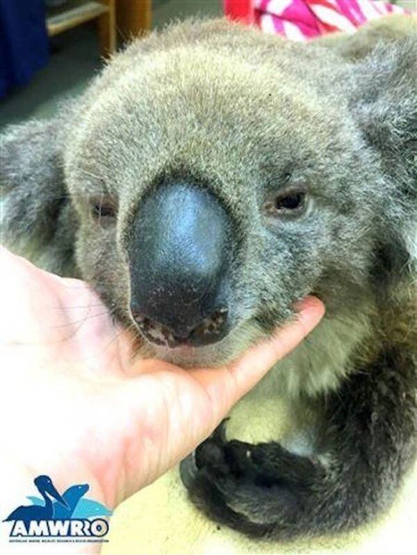 Люди помогают коалам, получившим ожоги 