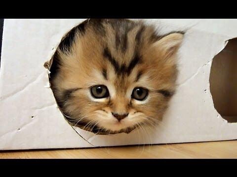 Funny Cats : Kittens and a Box ( homemade free toy ) 
