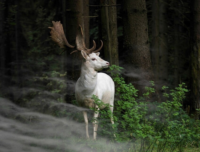 Sony World Photography Awards 2015 — «сливки» фотографий всего года