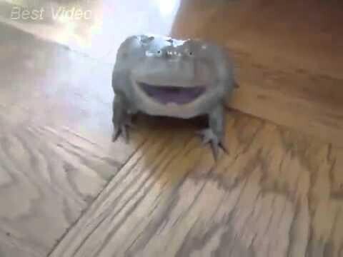 Реакция лягушки на прикосновение. The reaction of the frog to touch 