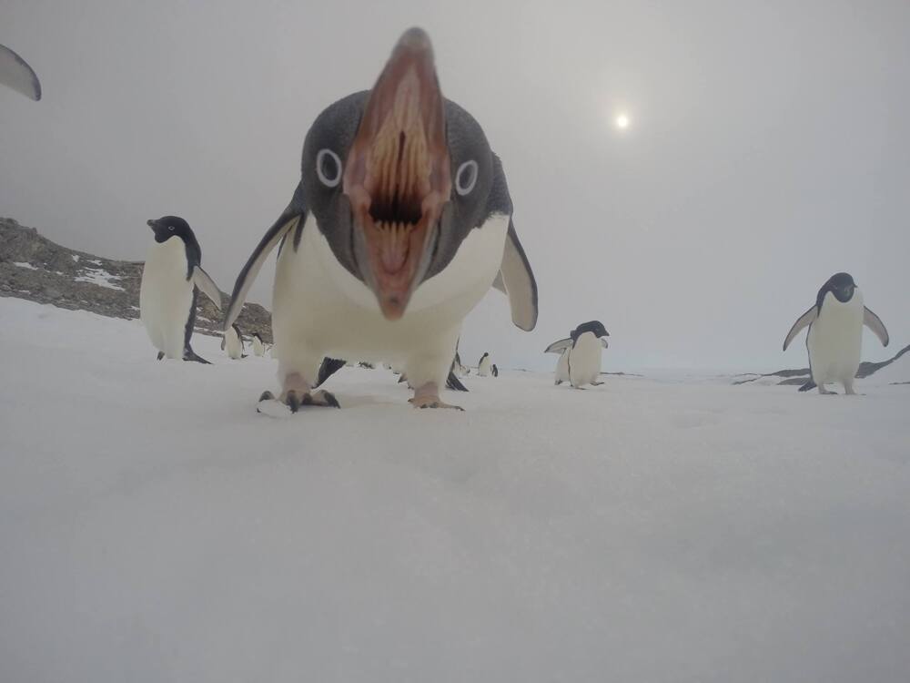 Разъяренный пингвин