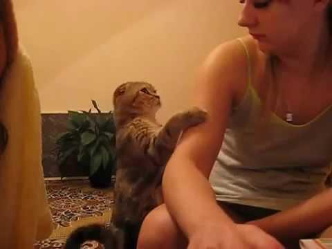 погладь котейку kitty cat 