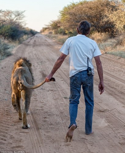 11 Лет дружбы между львом и человеком