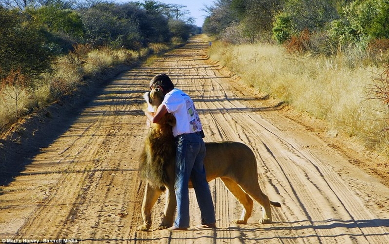 11 Лет дружбы между львом и человеком