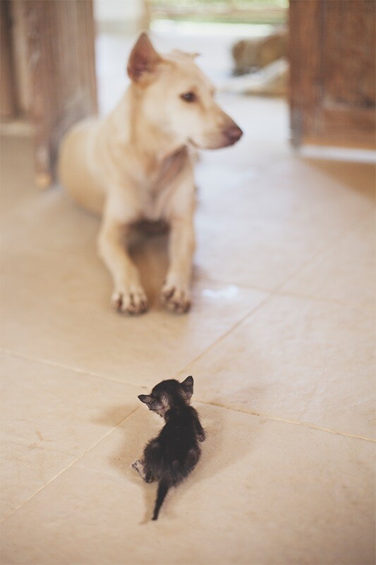 Котенок был таким маленьким, что они вначале приняли его за мышь