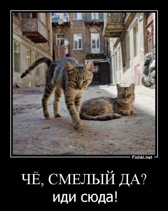 Чё, смелый да?